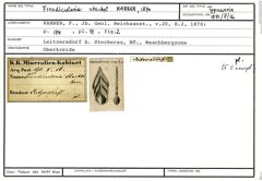 Karteikarte zum Syntyp von Frondicularia stachei Karrer, 1870